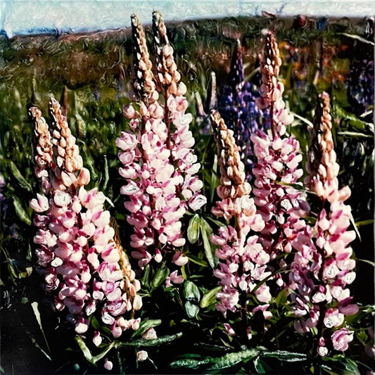 Ross photo Pink Lupines Art Works Gallery