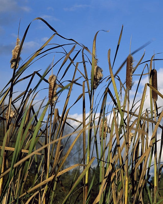 Adrian Zator photo Cattail in Sun, framed Art Works Gallery