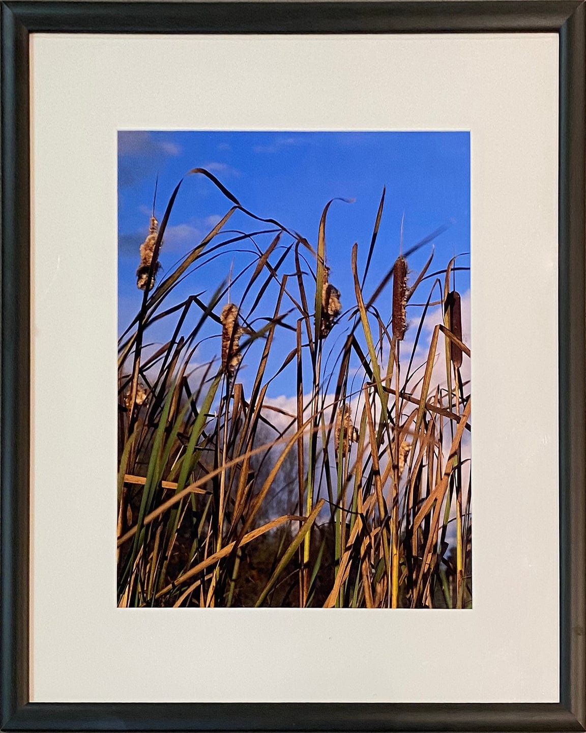 Adrian Zator photo Cattail in Sun, framed Art Works Gallery
