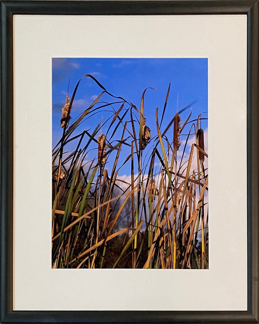 Adrian Zator photo Cattail in Sun, framed Art Works Gallery