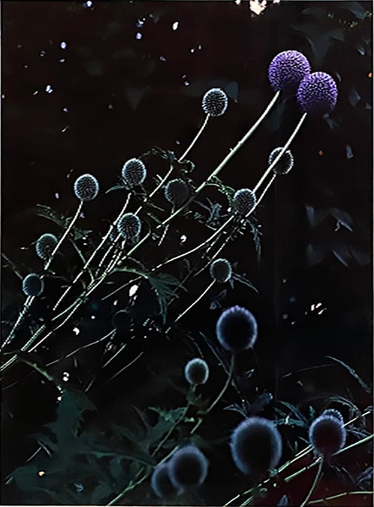 Adrian Zator photo Thistle Family, framed Art Works Gallery
