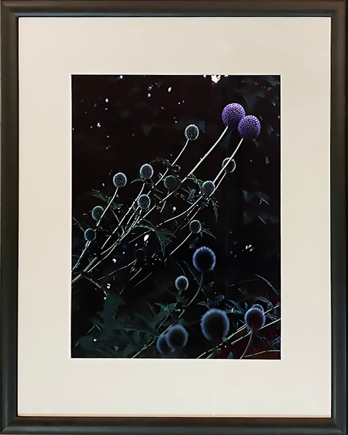Adrian Zator photo Thistle Family, framed Art Works Gallery