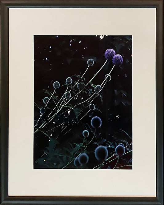 Adrian Zator photo Thistle Family, framed Art Works Gallery