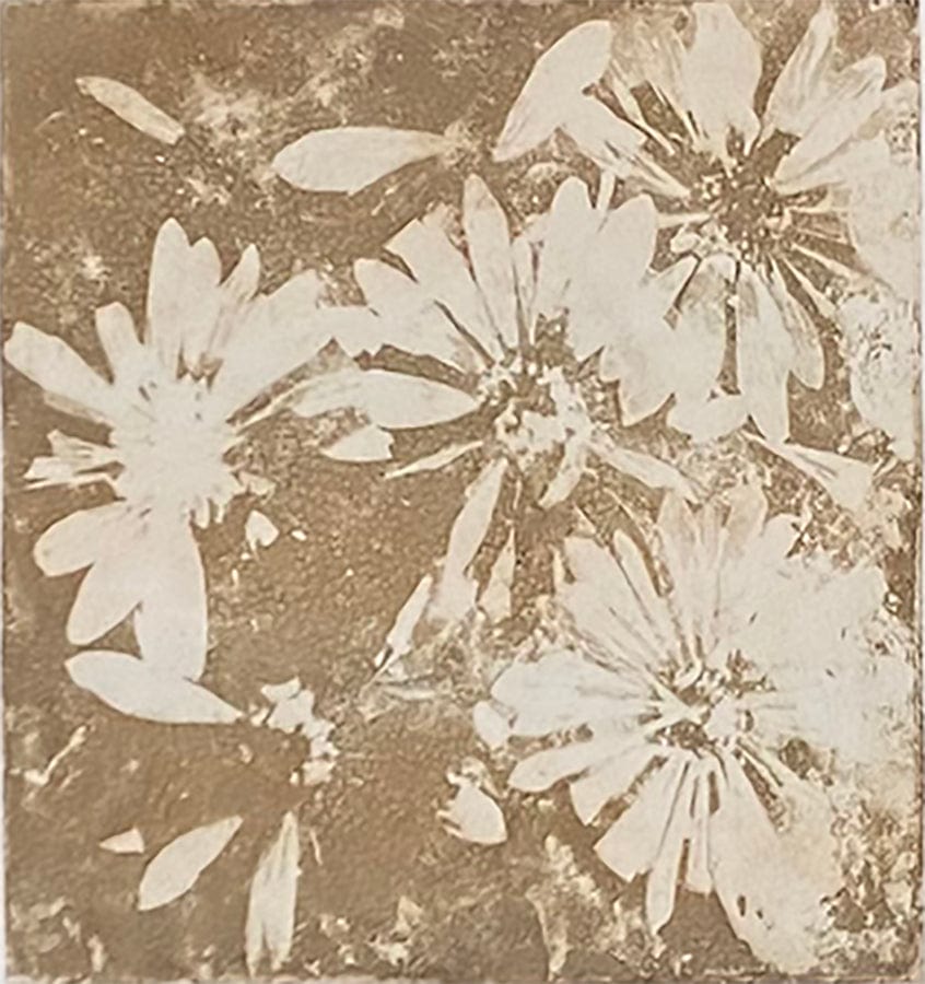 Ann Thinghuus limited edition Daisies, framed Art Works Gallery