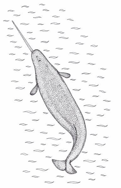 Billy Merkosak drawing Narwhal Art Works Gallery