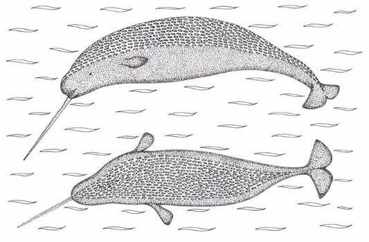 Billy Merkosak drawing Narwhals Art Works Gallery