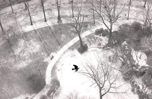 Brent Hannon photo Blackbird Over Champ de Mars 1956 Art Works Gallery