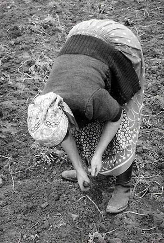 Brent Hannon photo Potato Picker Germany 1957 Art Works Gallery