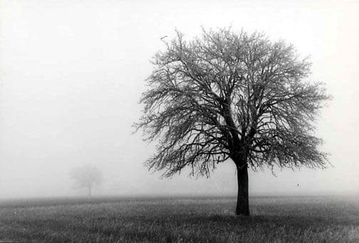 Brent Hannon photo Two Trees in Fog France 1956 Art Works Gallery