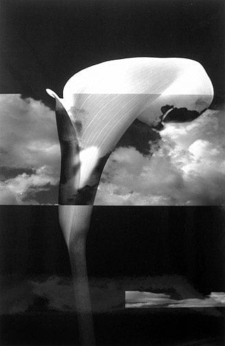 Charles Britt photo Lily Clouded (Edition 1/25), framed Art Works Gallery