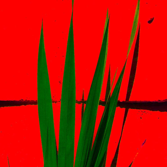 Georgy Korablev photo 09-99-0005 Art Works Gallery