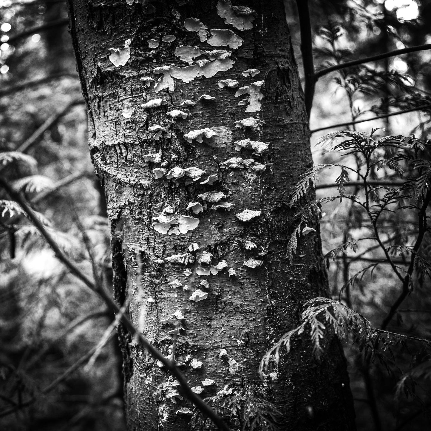 Hakan Burcuoglu photo 03-06-0004 Art Works Gallery