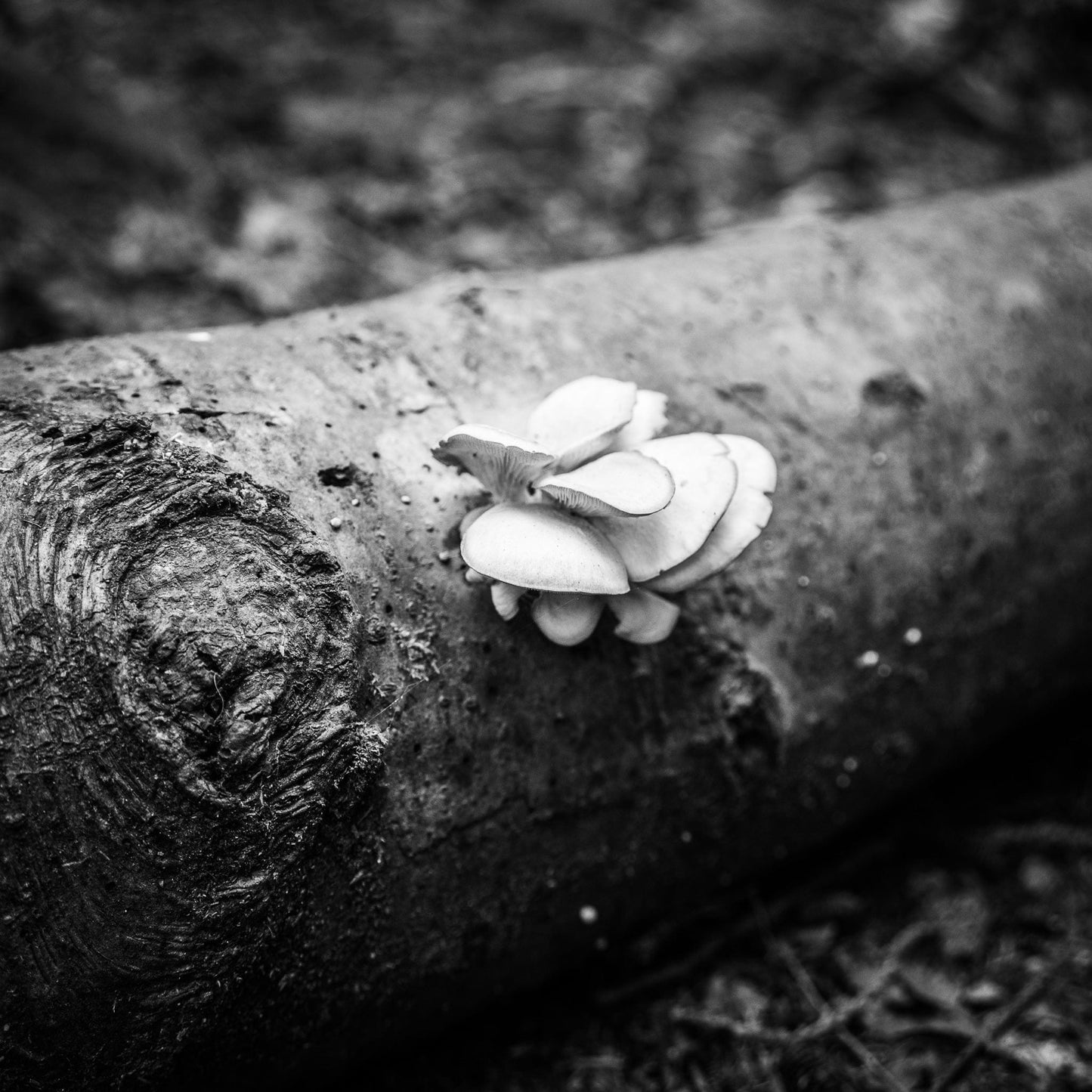 Hakan Burcuoglu photo 03-06-0005 Art Works Gallery