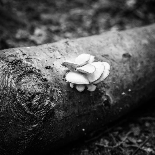 Hakan Burcuoglu photo 03-06-0005 Art Works Gallery