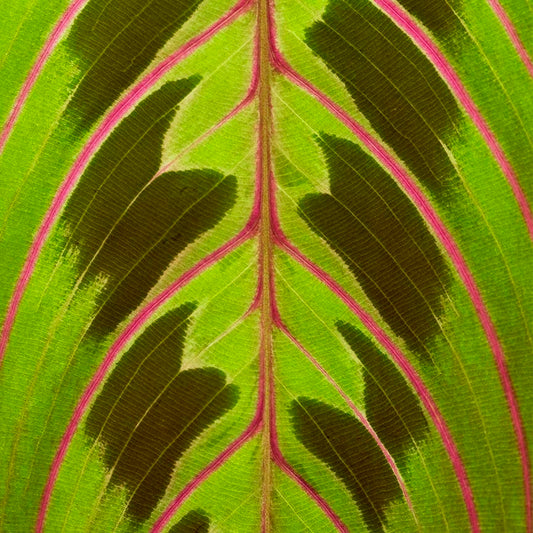 Sheila June Magee photo 10-99-0004 Art Works Gallery
