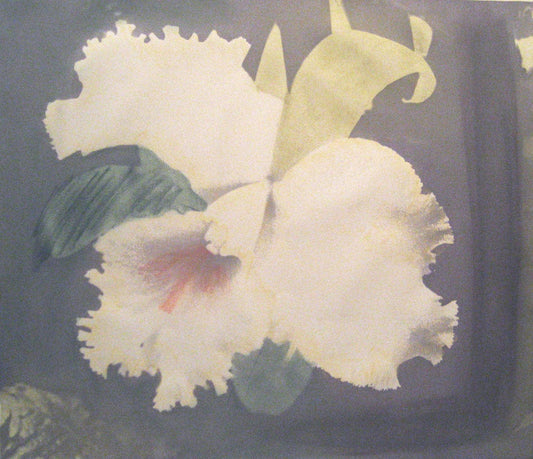 Susan Singleton limited edition Lookout Point Art Works Gallery