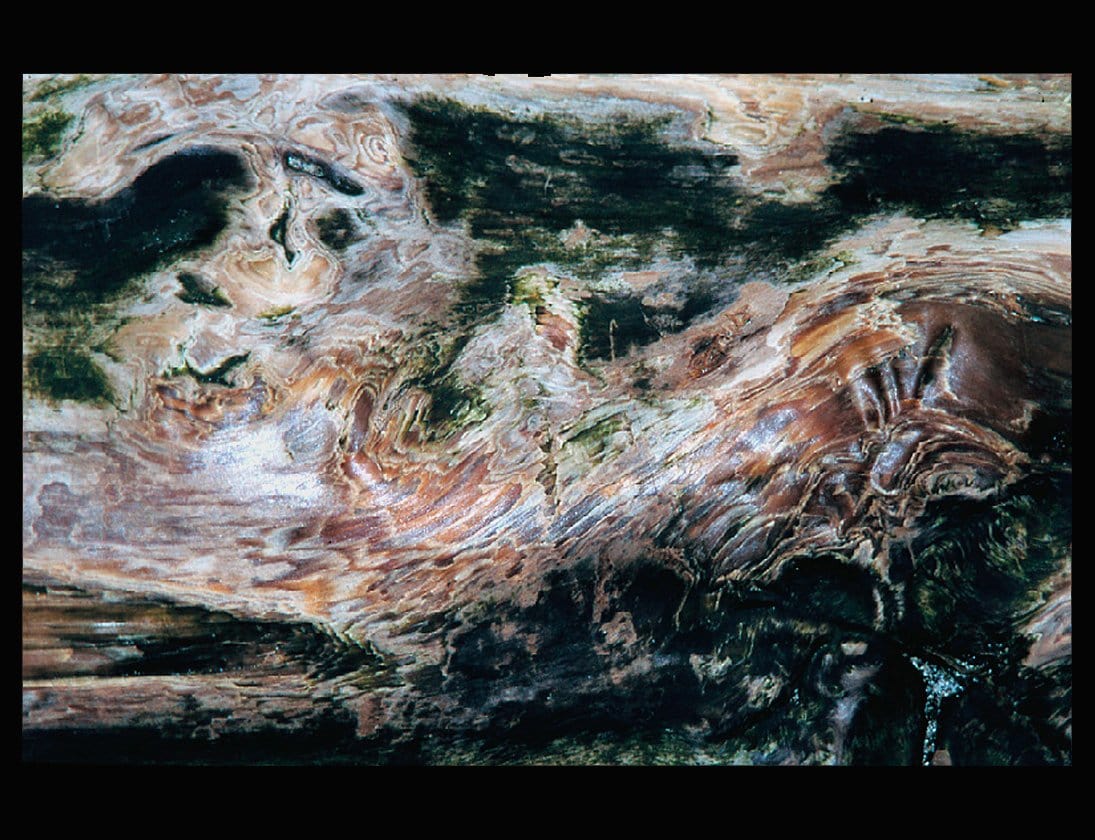 Zohar photo Driftwood 114 Art Works Gallery