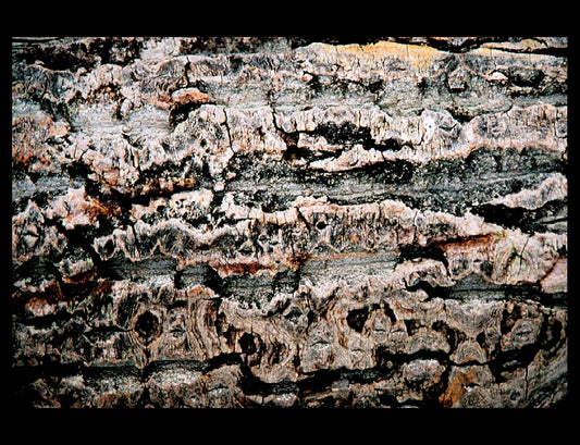 Zohar photo Driftwood 124 Art Works Gallery