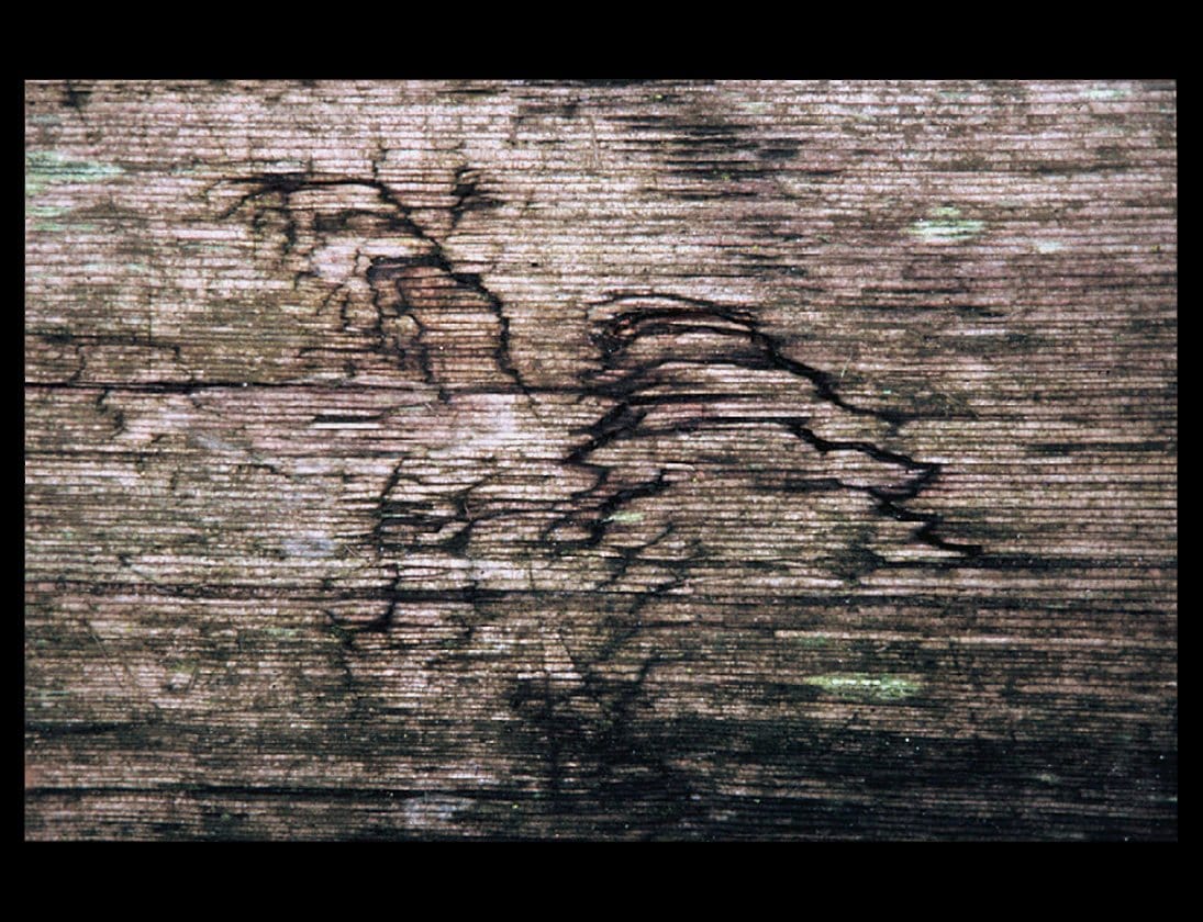 Zohar photo Driftwood 128 Art Works Gallery