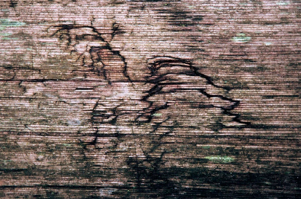 Zohar photo Driftwood 128 Art Works Gallery