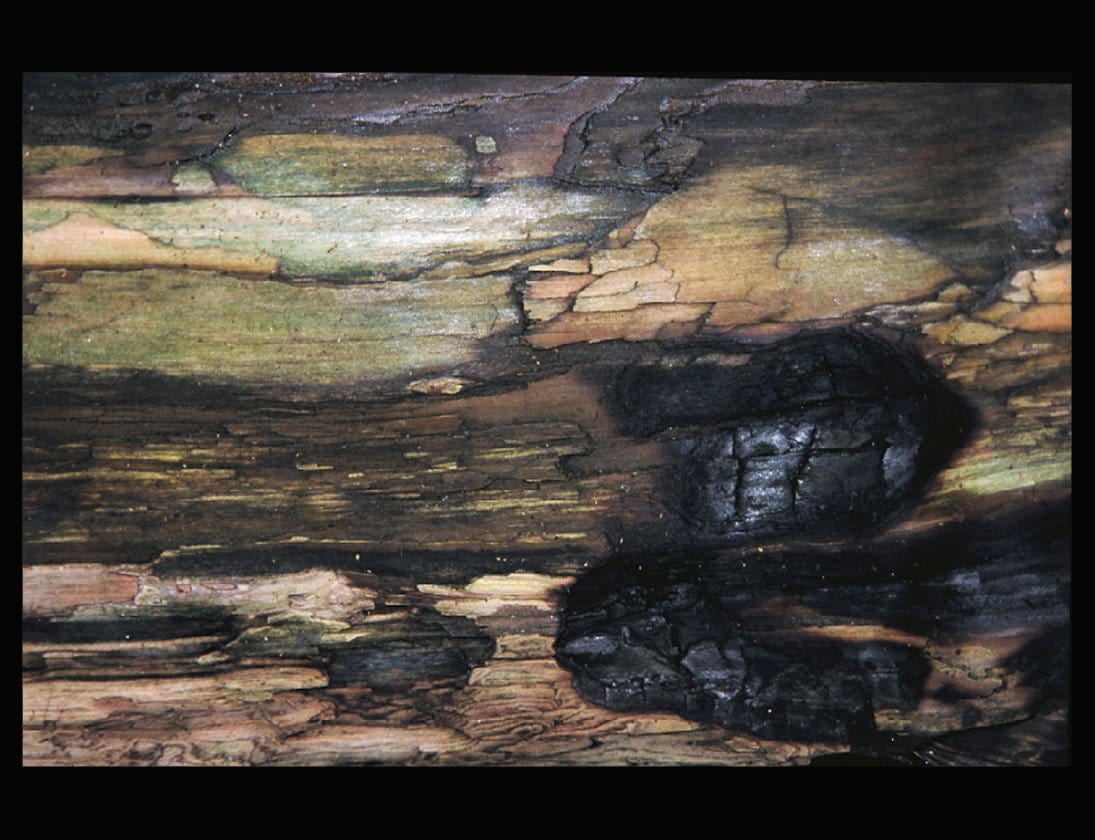 Zohar photo Driftwood 132 Art Works Gallery