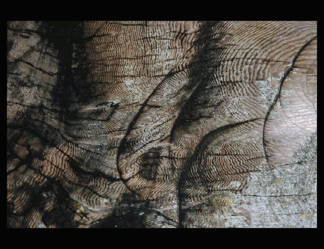 Zohar photo Driftwood 134 Art Works Gallery