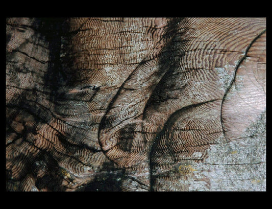 Zohar photo Driftwood 134 Art Works Gallery
