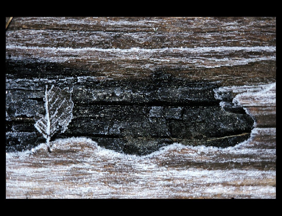 Zohar photo Driftwood 16 2/200 Art Works Gallery