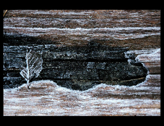 Zohar photo Driftwood 16  2/200 Art Works Gallery
