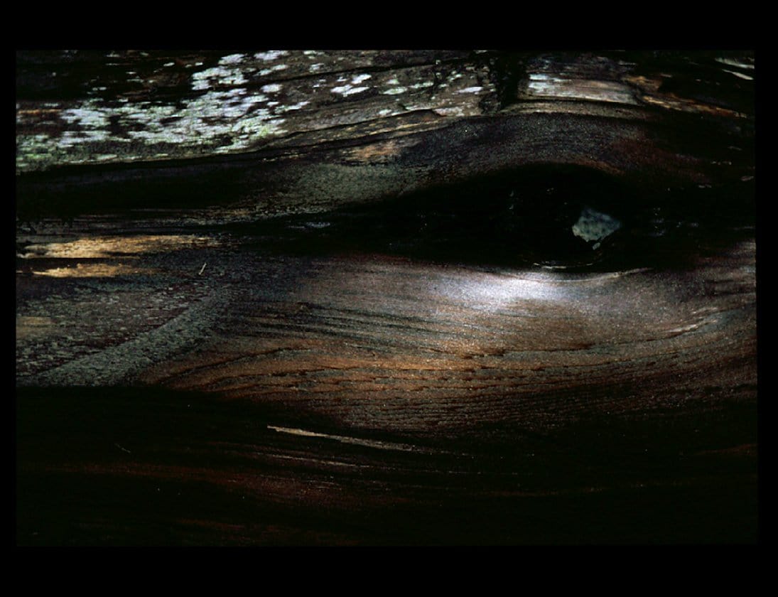 Zohar photo Driftwood 17 Art Works Gallery