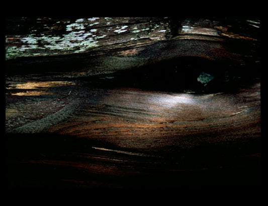 Zohar photo Driftwood 17 Art Works Gallery