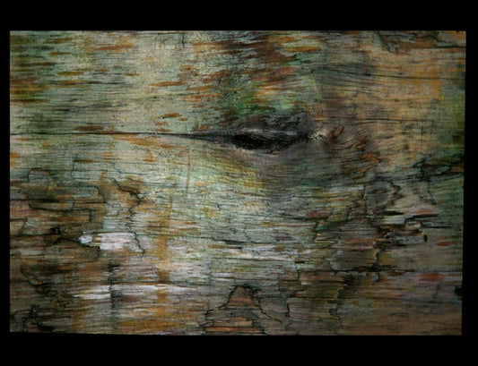 Zohar photo Driftwood 18   1/200 Art Works Gallery