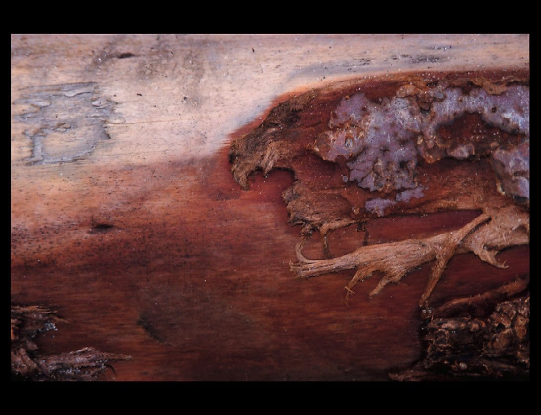Zohar photo Driftwood 19   2/200 Art Works Gallery
