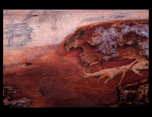 Zohar photo Driftwood 19   2/200 Art Works Gallery