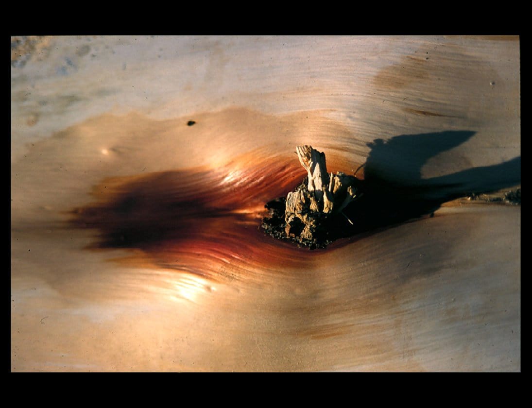 Zohar photo Driftwood 5 Art Works Gallery
