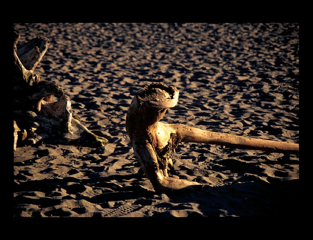 Zohar photo Driftwood 68 1/200 Art Works Gallery