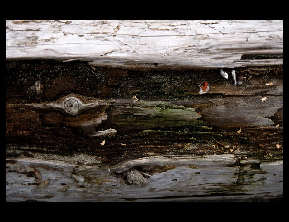 Zohar photo Driftwood 69 Art Works Gallery