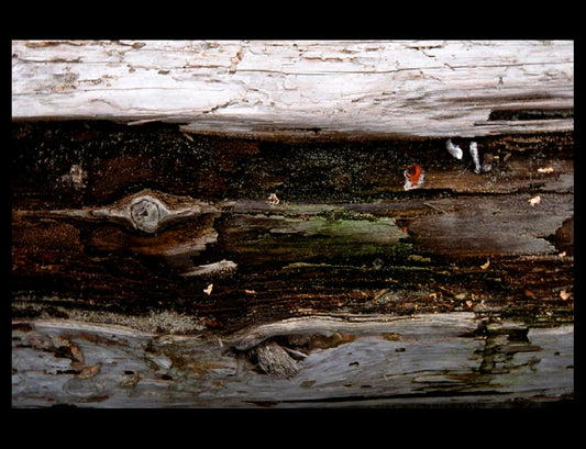 Zohar photo Driftwood 69 Art Works Gallery