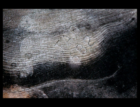 Zohar photo Driftwood 76 Art Works Gallery
