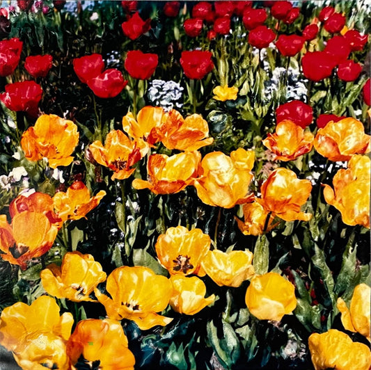 Ross photo Red and Yellow Tulips Art Works Gallery