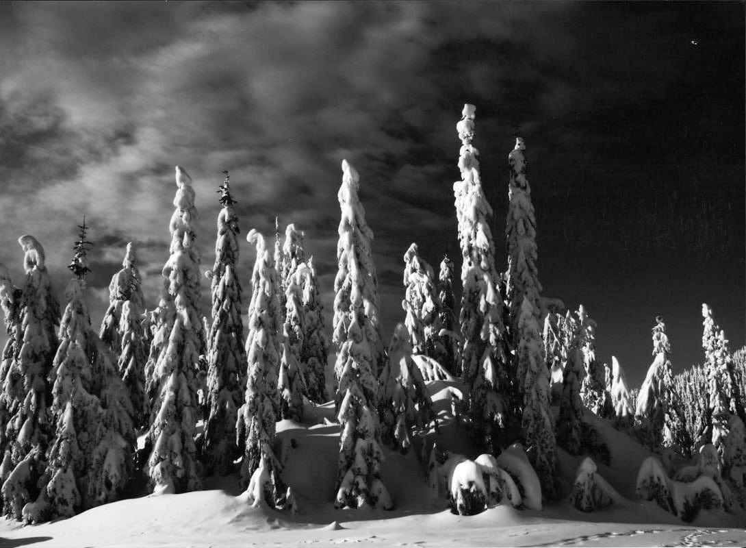 Nansi Kivisto photo Grouse Mountain Trees Art Works Gallery