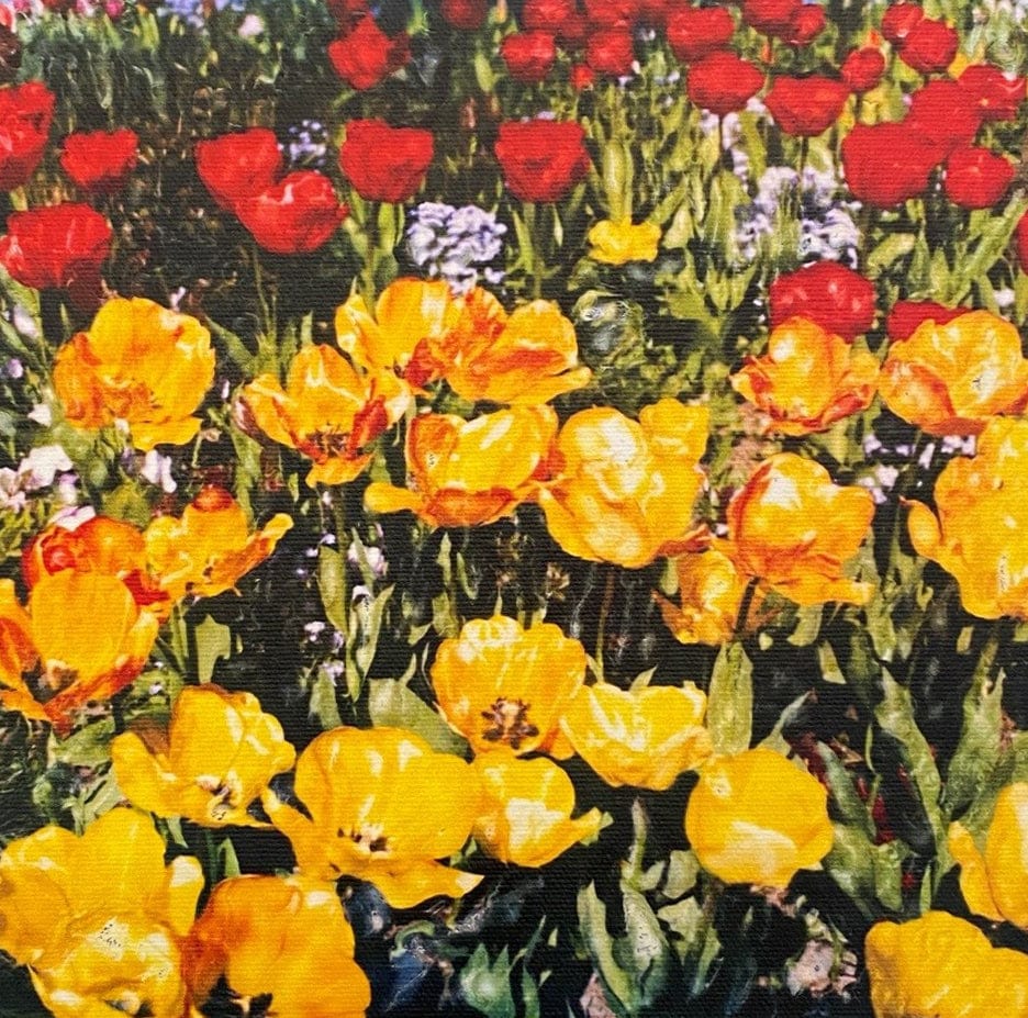 Ross Red and Yellow Tulips Art Works Gallery