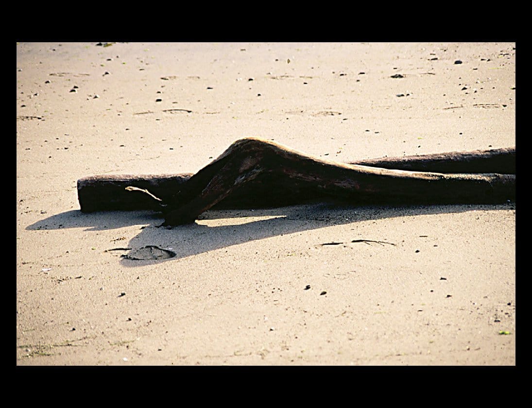 Zohar photo Driftwood 36 1/200 Art Works Gallery